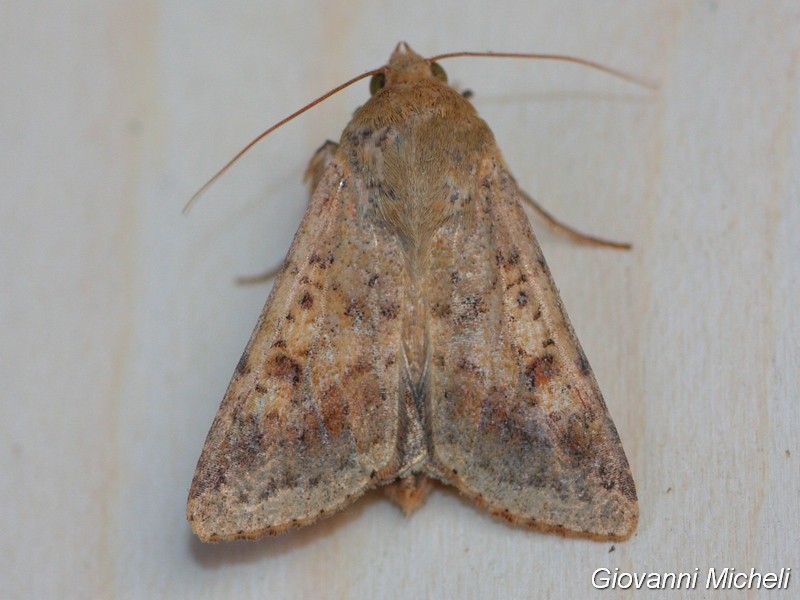 Xanthia ....? No, Helicoverpa armigera, Noctuidae